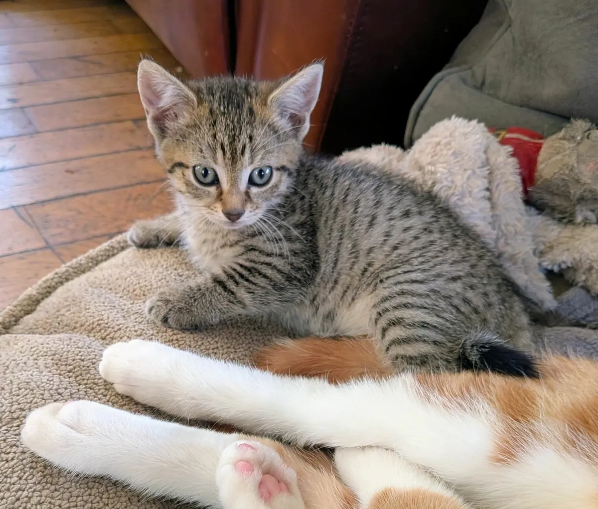 Beautiful kitten looking for forever homes! - Image 4
