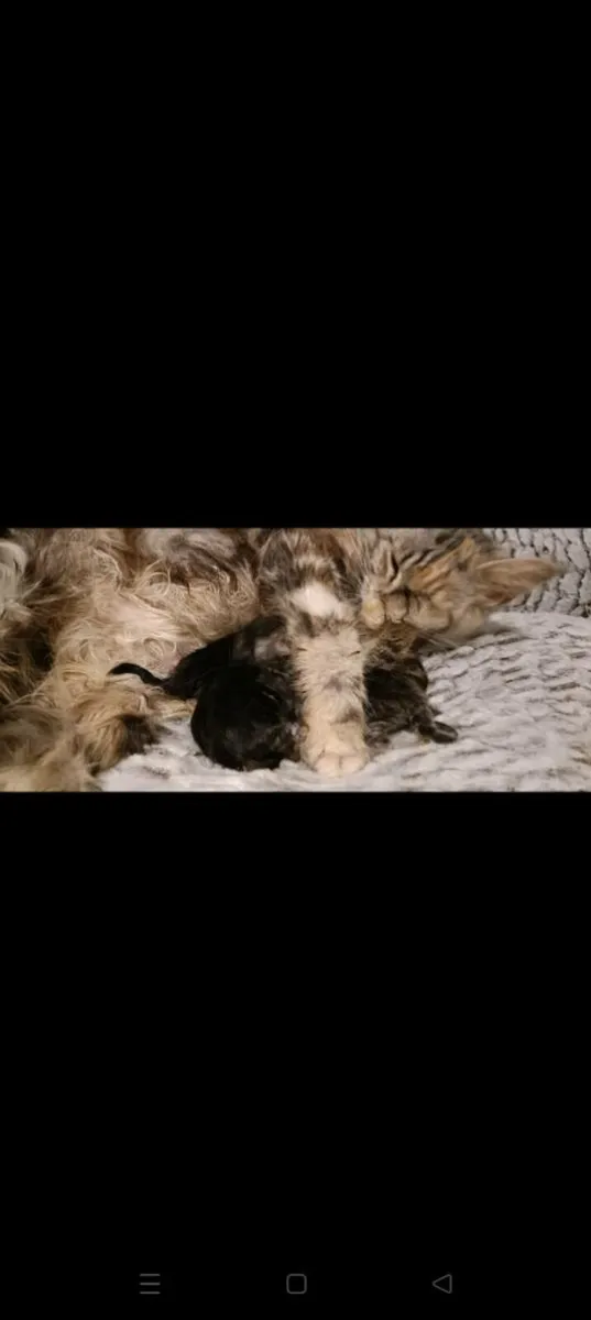 Pedigree Maine Coone Breeding Pair - Image 3