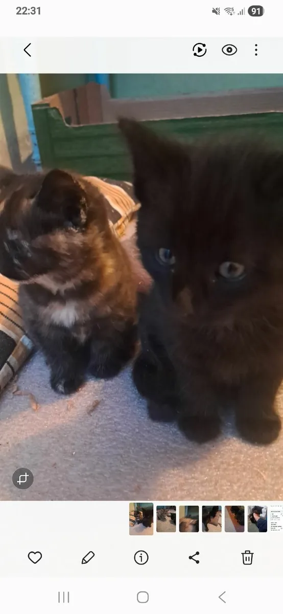 kitten  female - Image 1