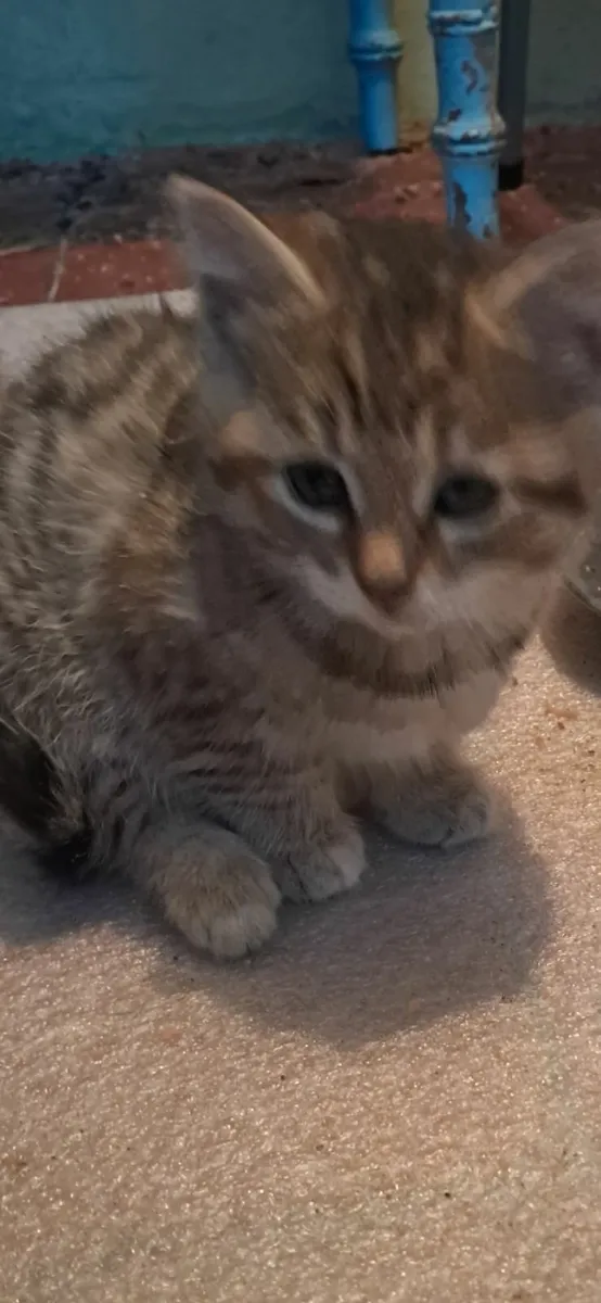 kitten  female - Image 2