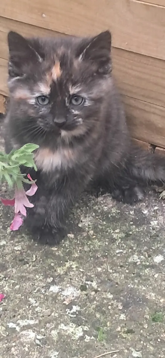 kitten  female - Image 3