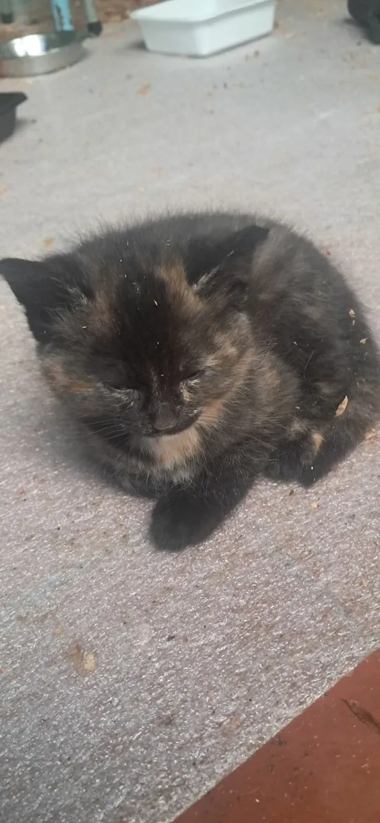kitten  female - Image 4