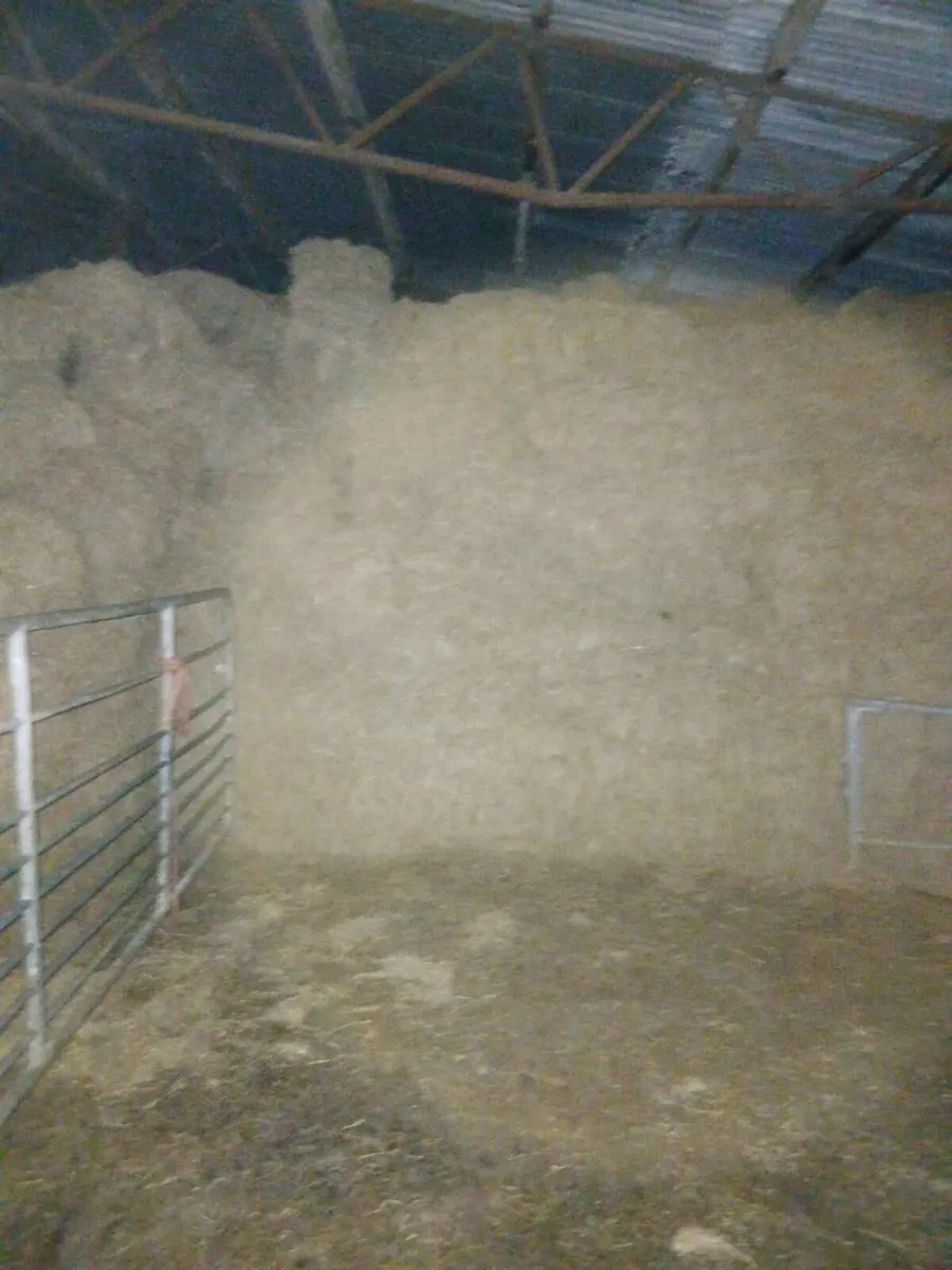 Square bales of hay - Image 2