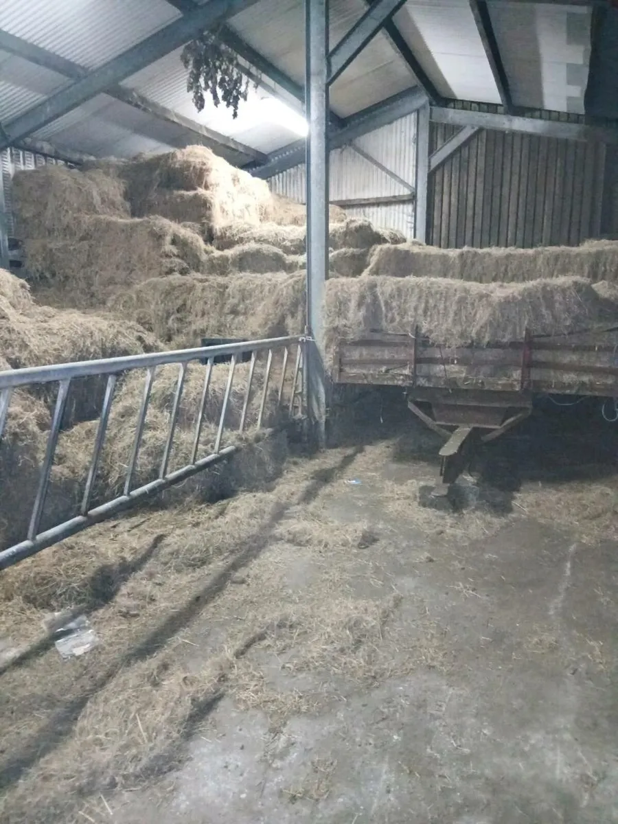 Square bales of hay - Image 3