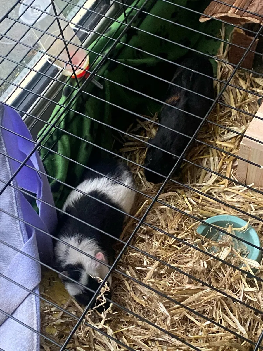 Guinea pigs - Image 1