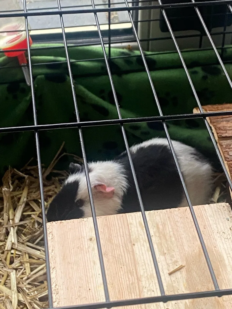 Guinea pigs - Image 2