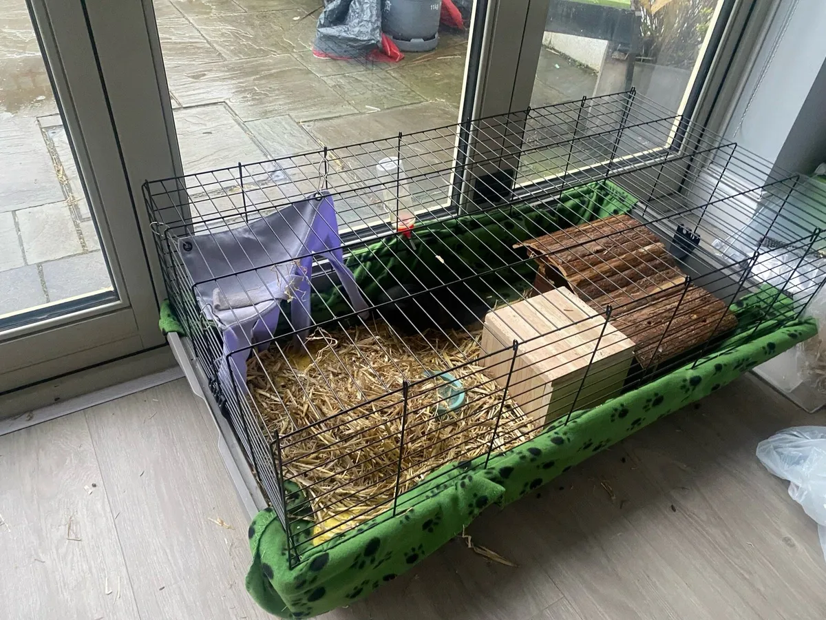 Guinea pigs - Image 3