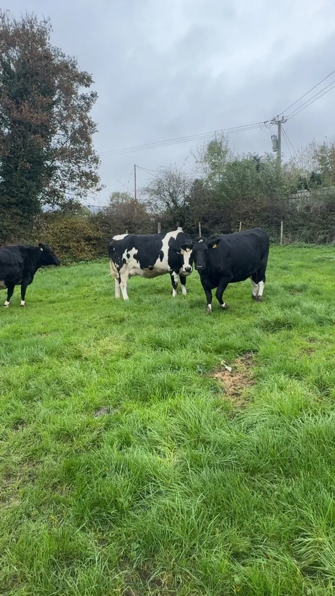 Cows - Image 2