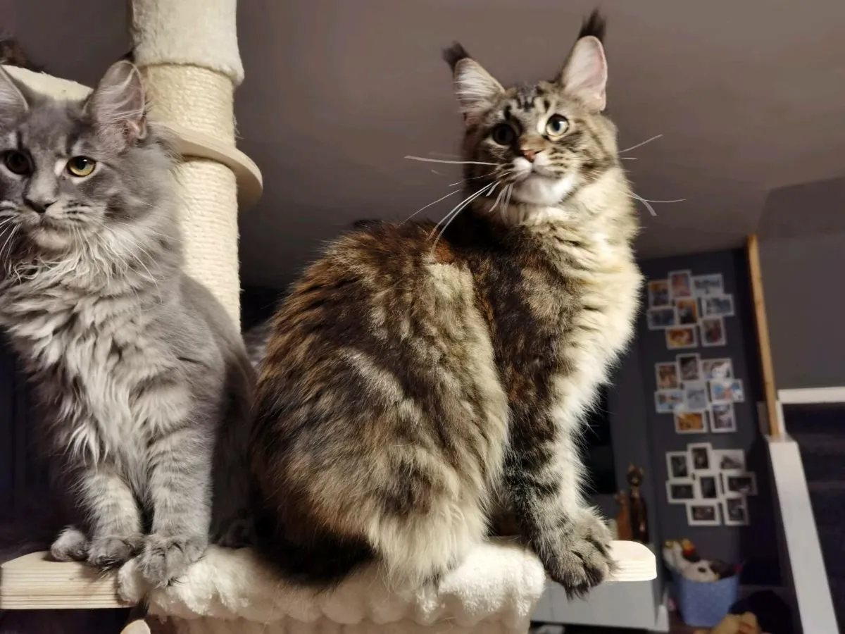 Pedigree and egistered maine coon kitten - Image 2