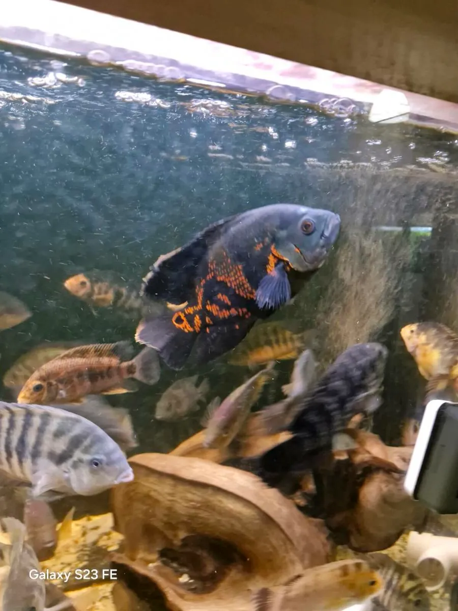 American cichlids - Image 1