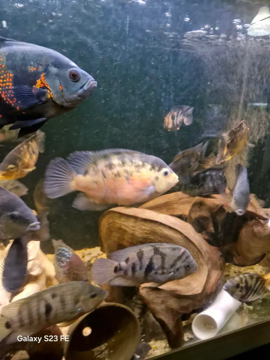 American cichlids - Image 2