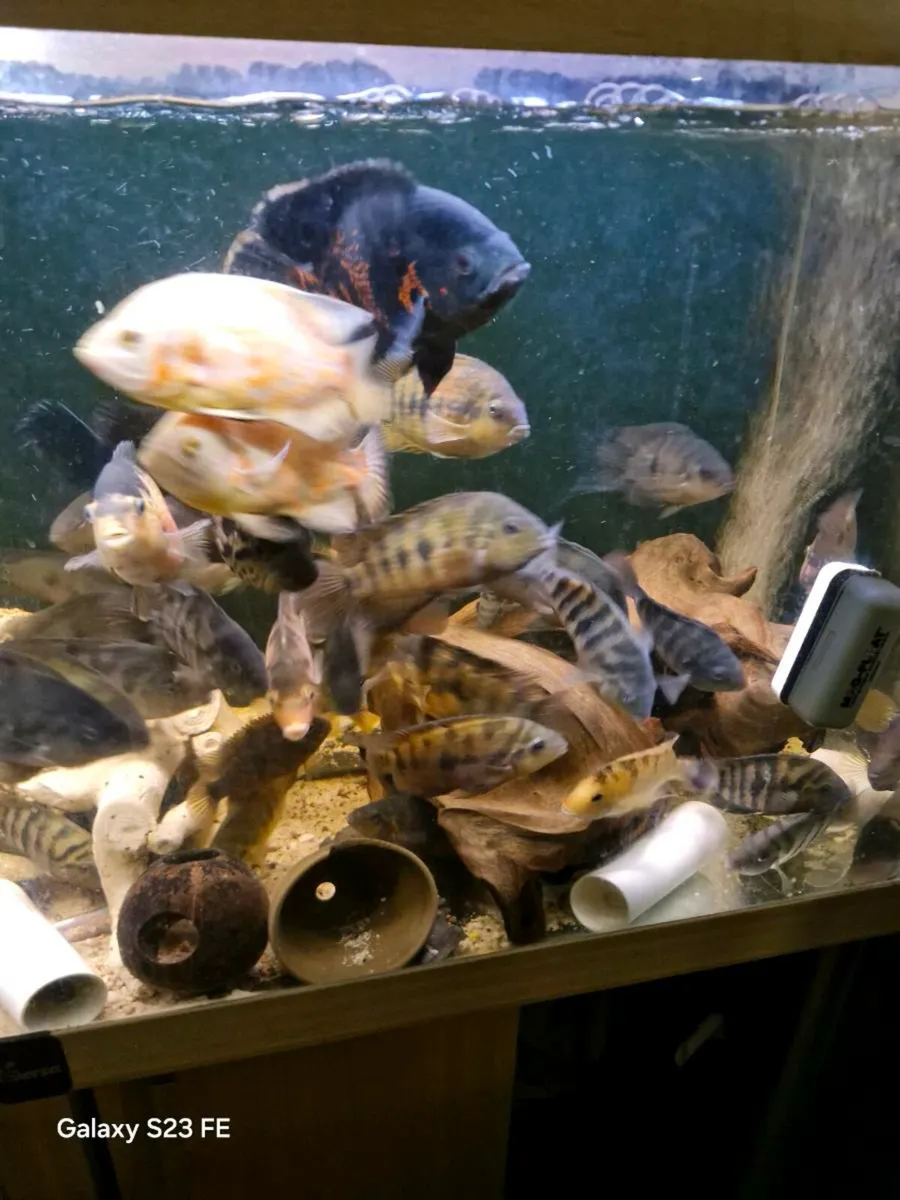 American cichlids - Image 3