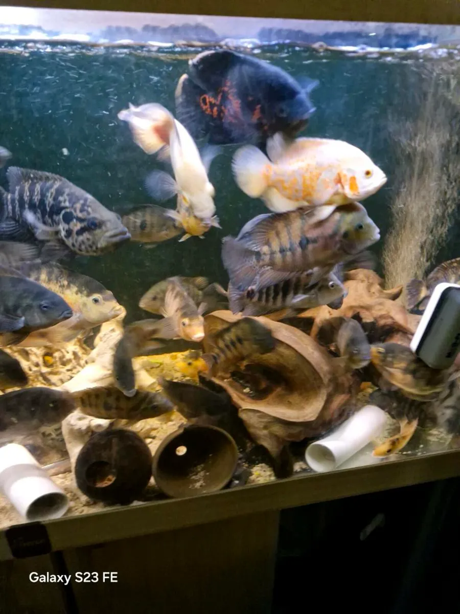 American cichlids - Image 4