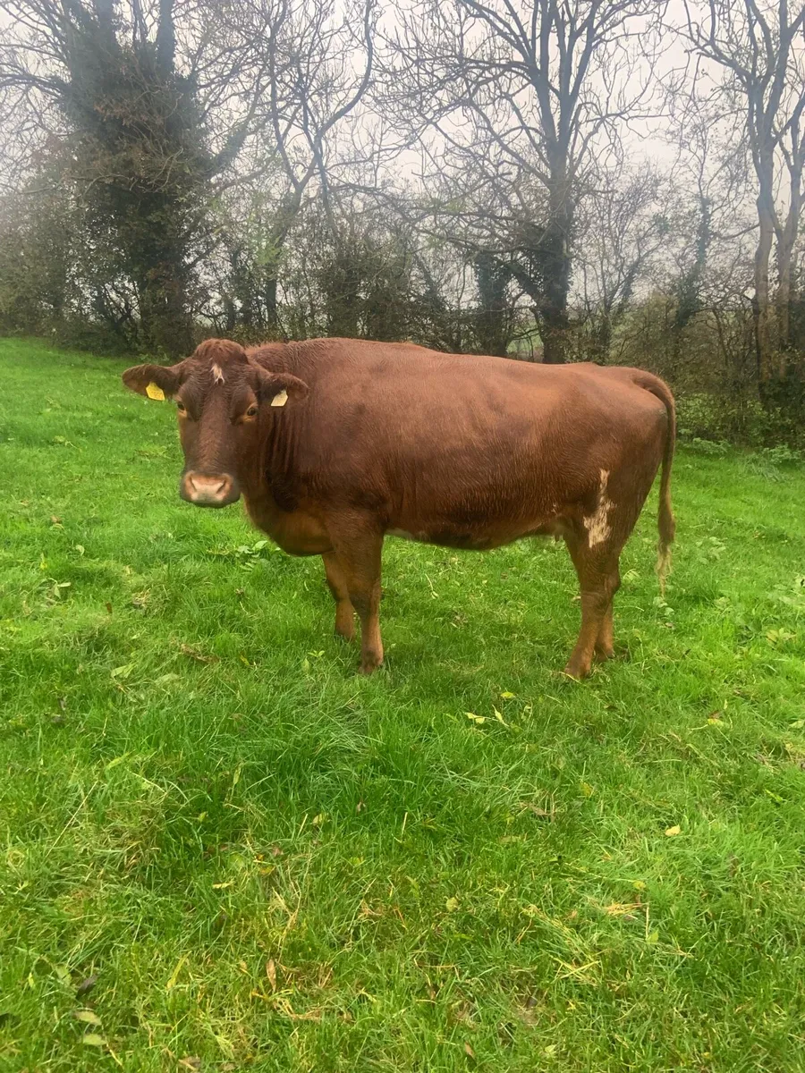 In calf heifer - Image 1