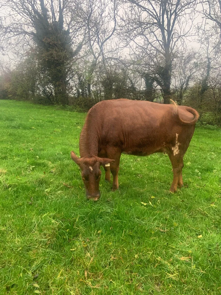 In calf heifer - Image 2