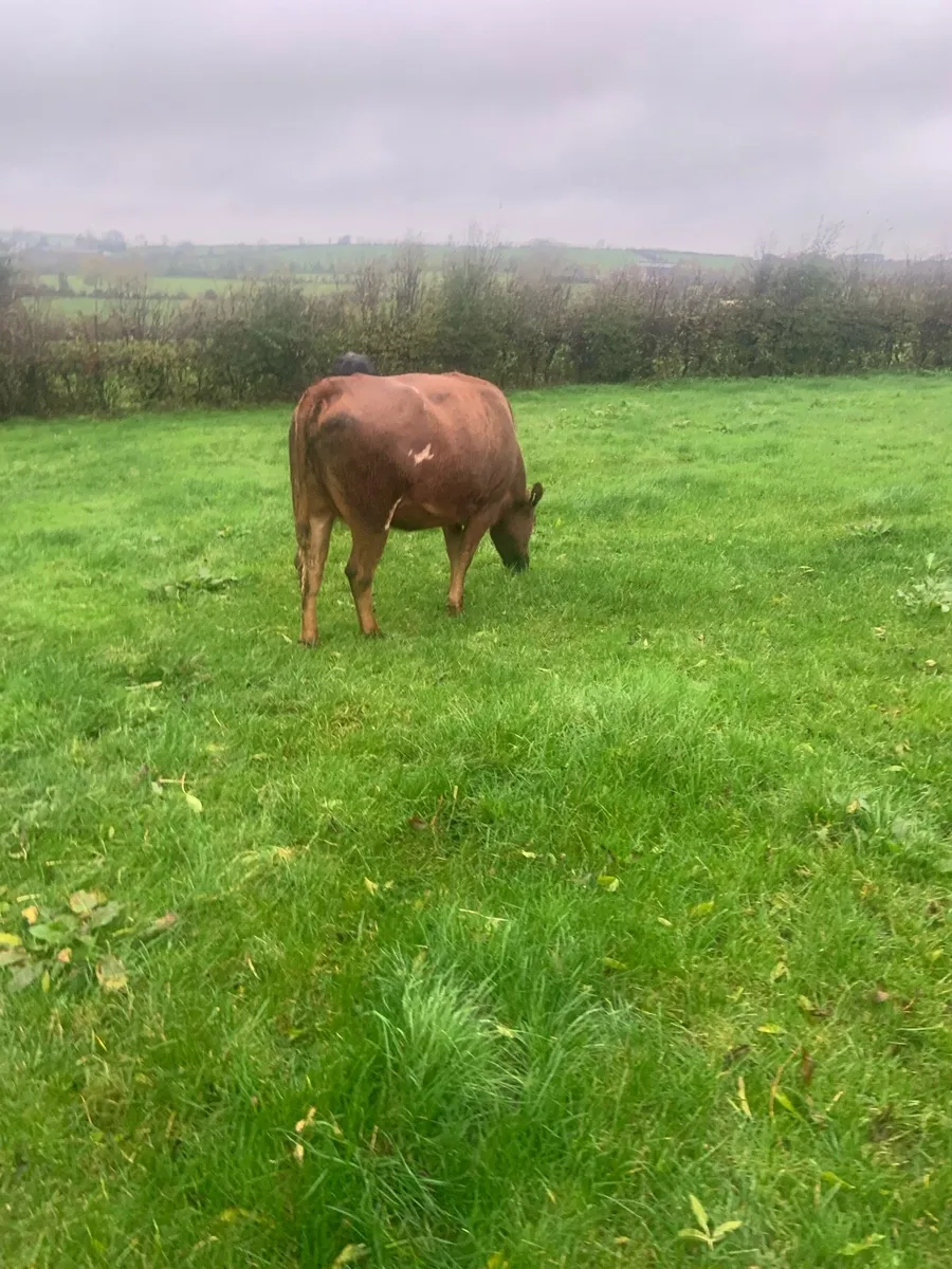 In calf heifer - Image 3