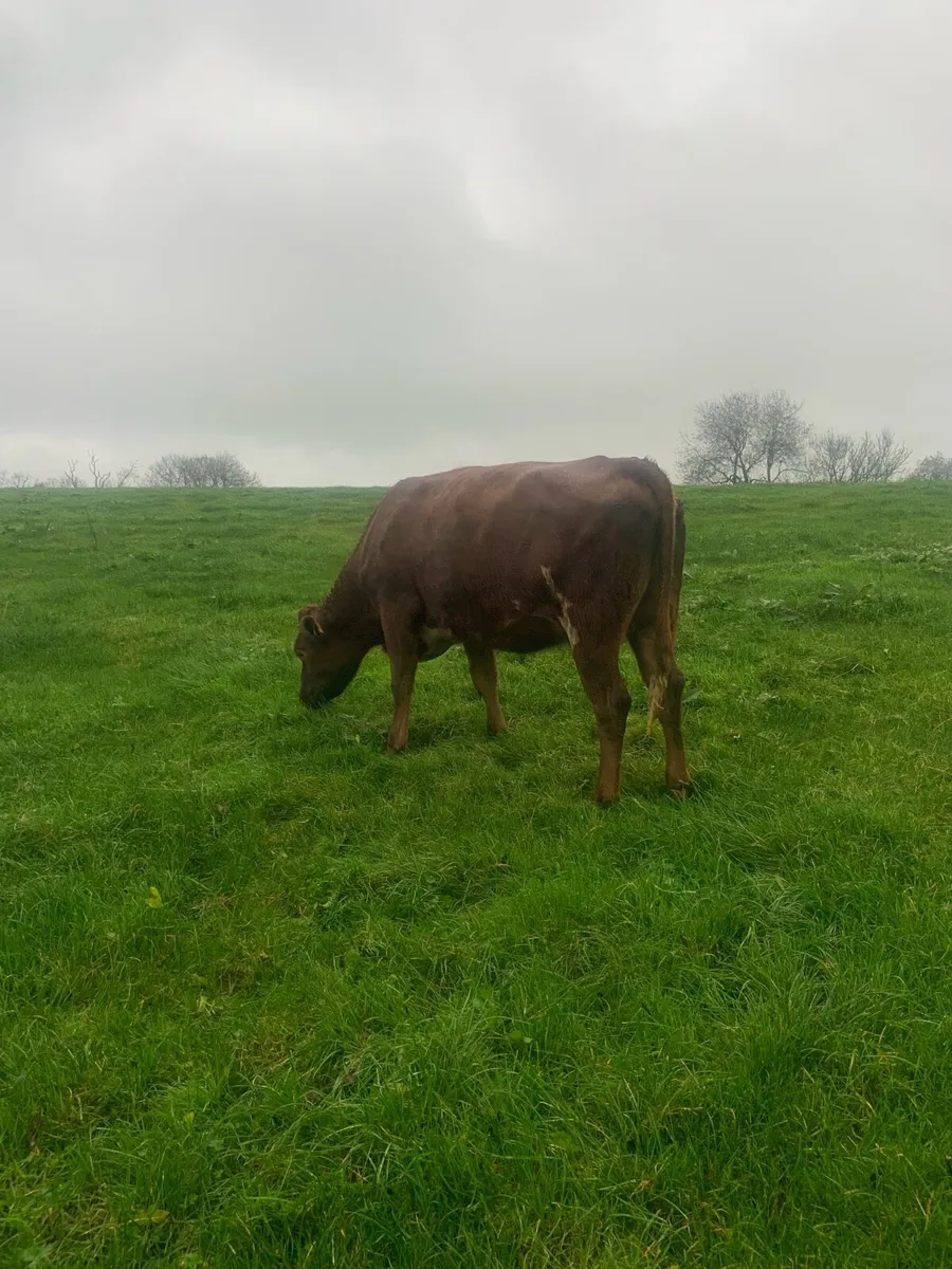 In calf heifer - Image 4