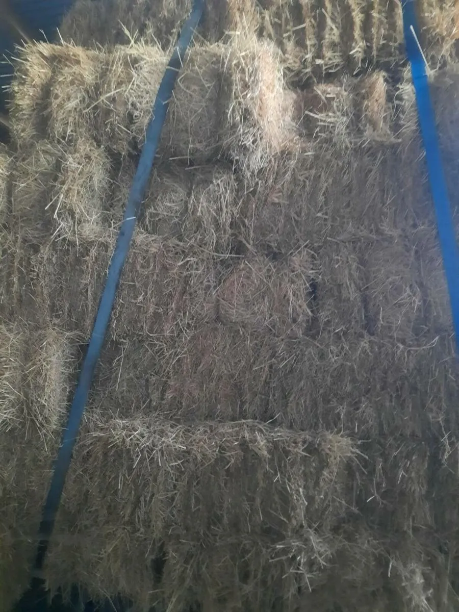 Square bales off good quality hay - Image 1