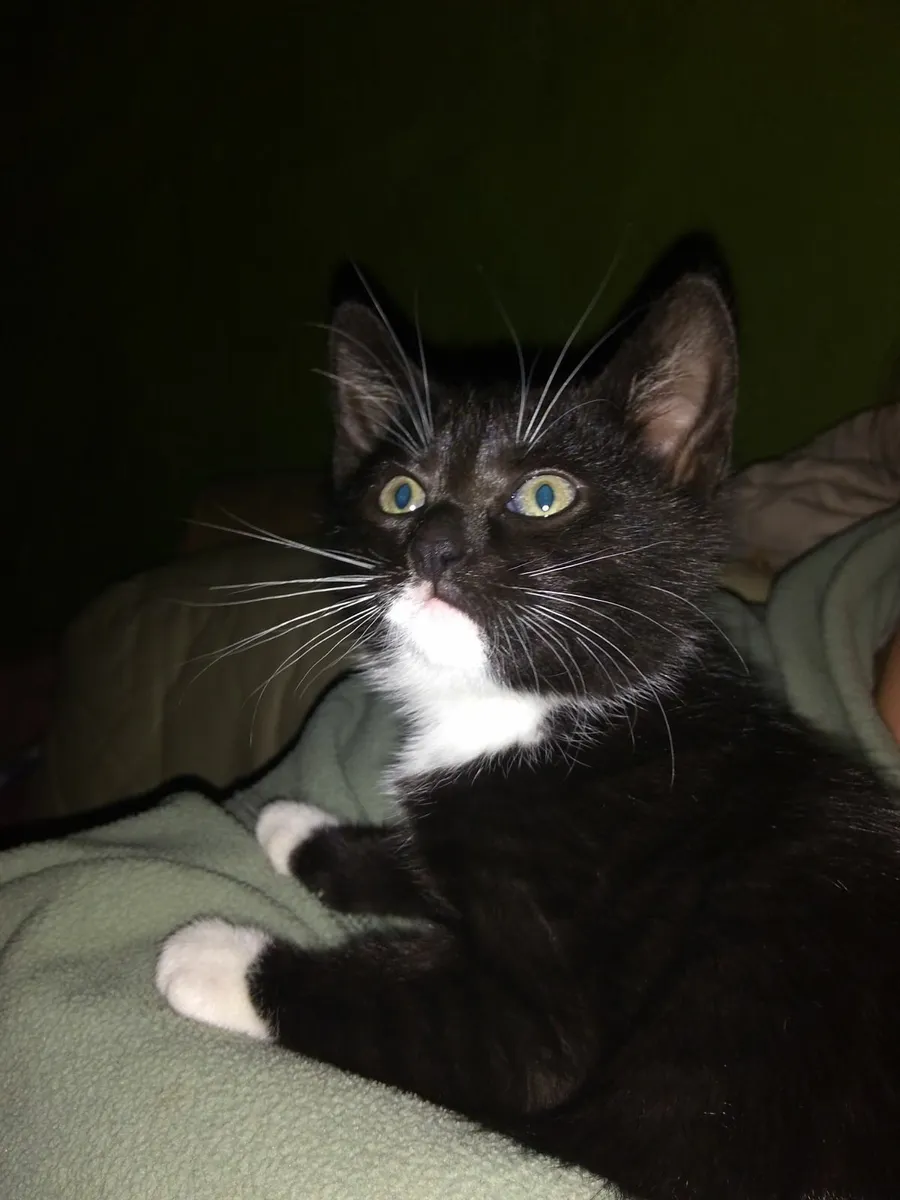 Natural Raw-Fed Kitten - Image 1