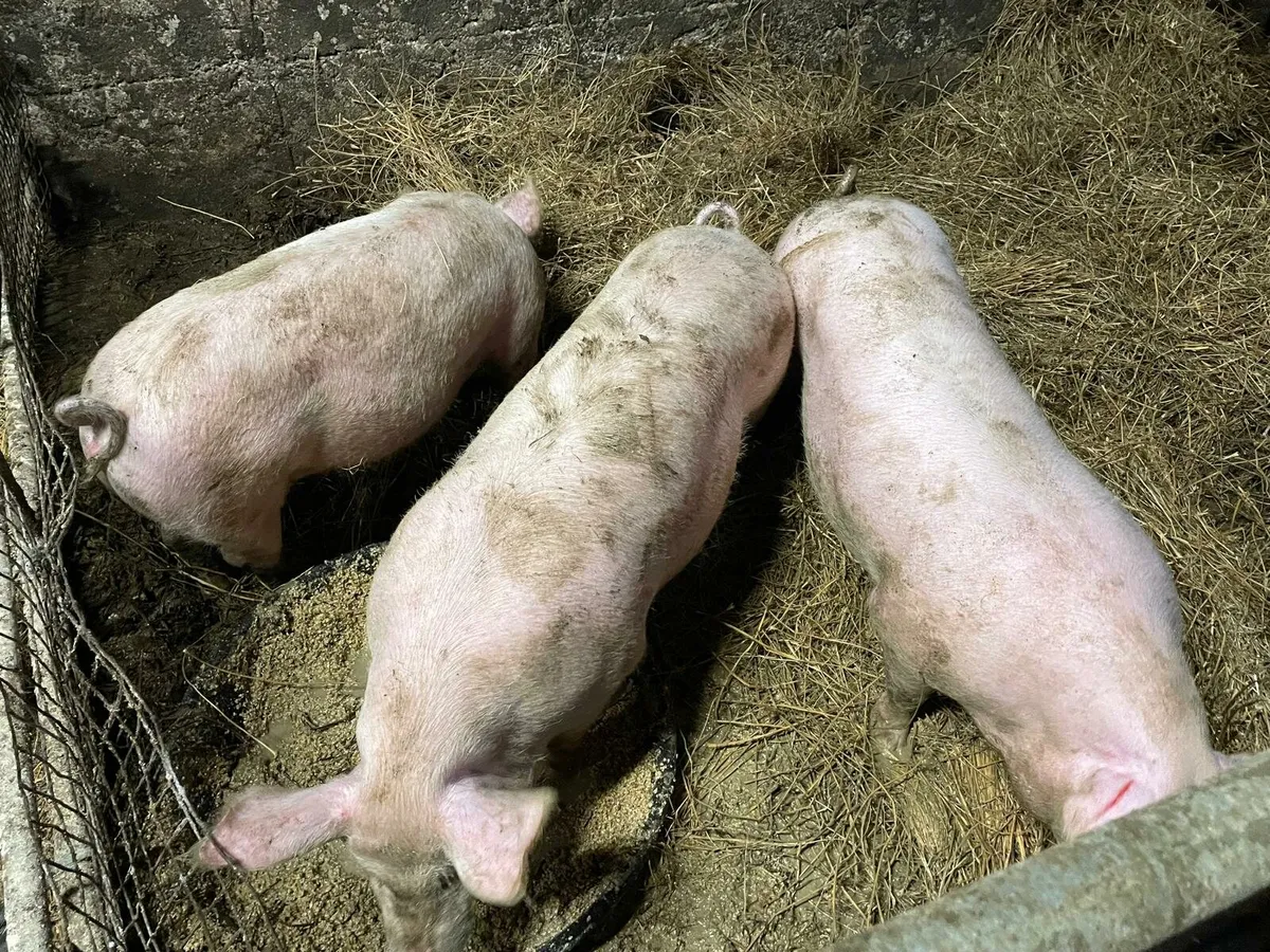 Fat pigs