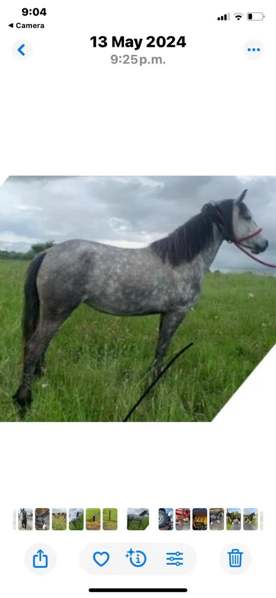 5 year old Connemara pony - Image 1