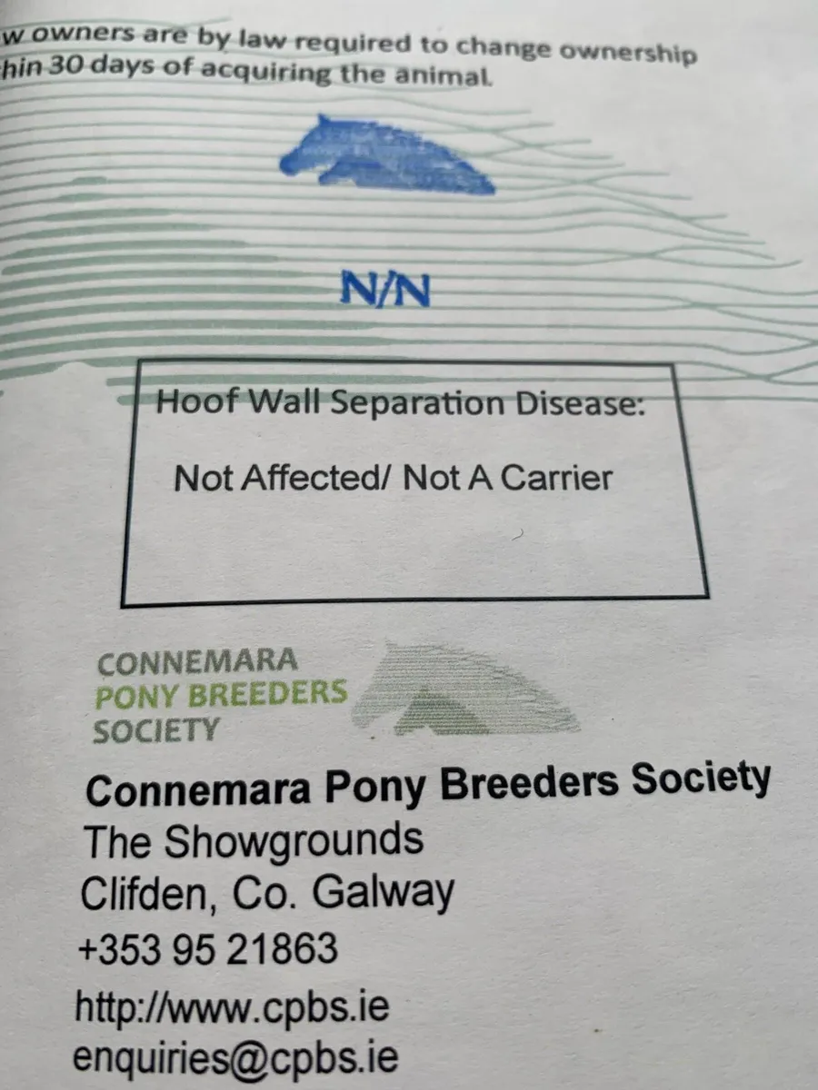 5 year old Connemara pony - Image 2