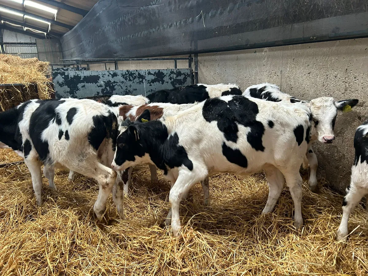 8 FRIESIAN BULLS X 4 MONTHS OLD - Image 1