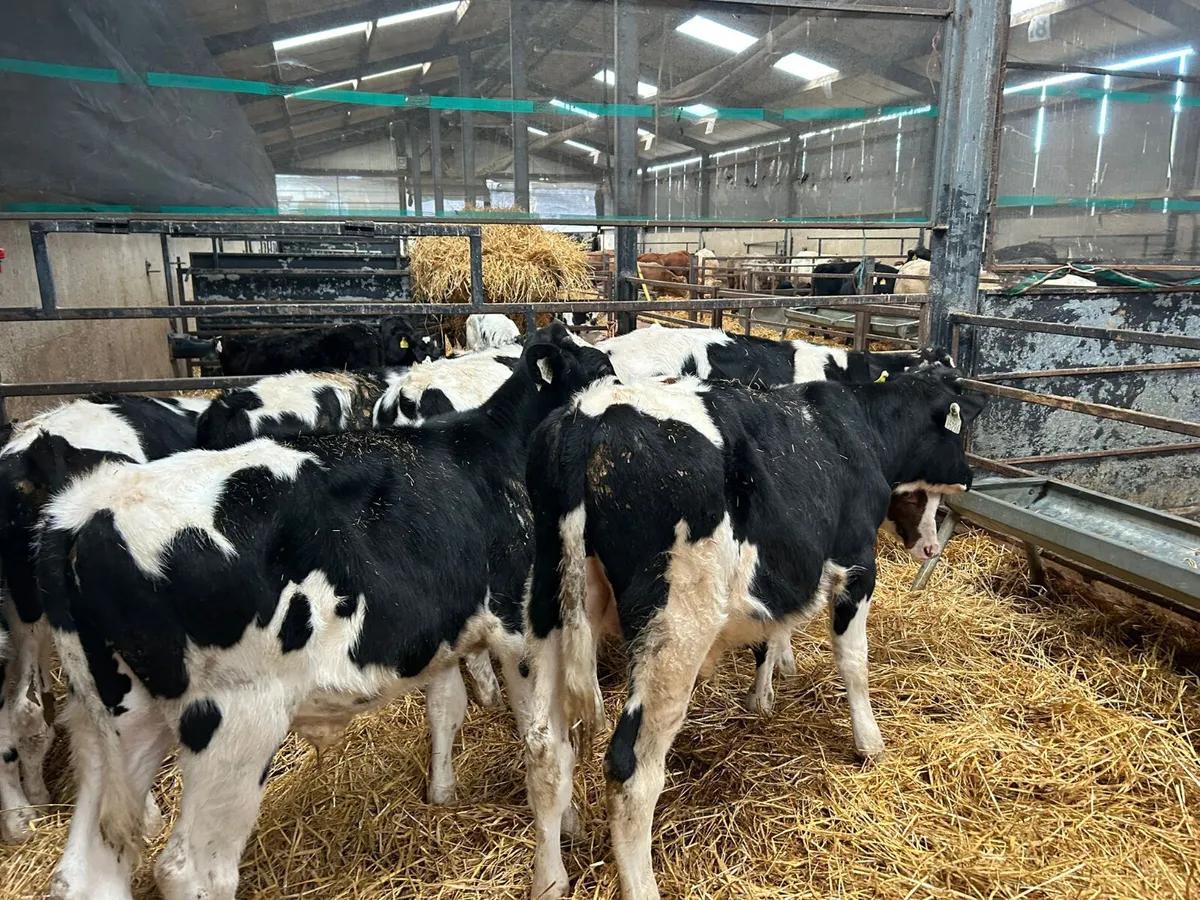 8 FRIESIAN BULLS X 4 MONTHS OLD - Image 4