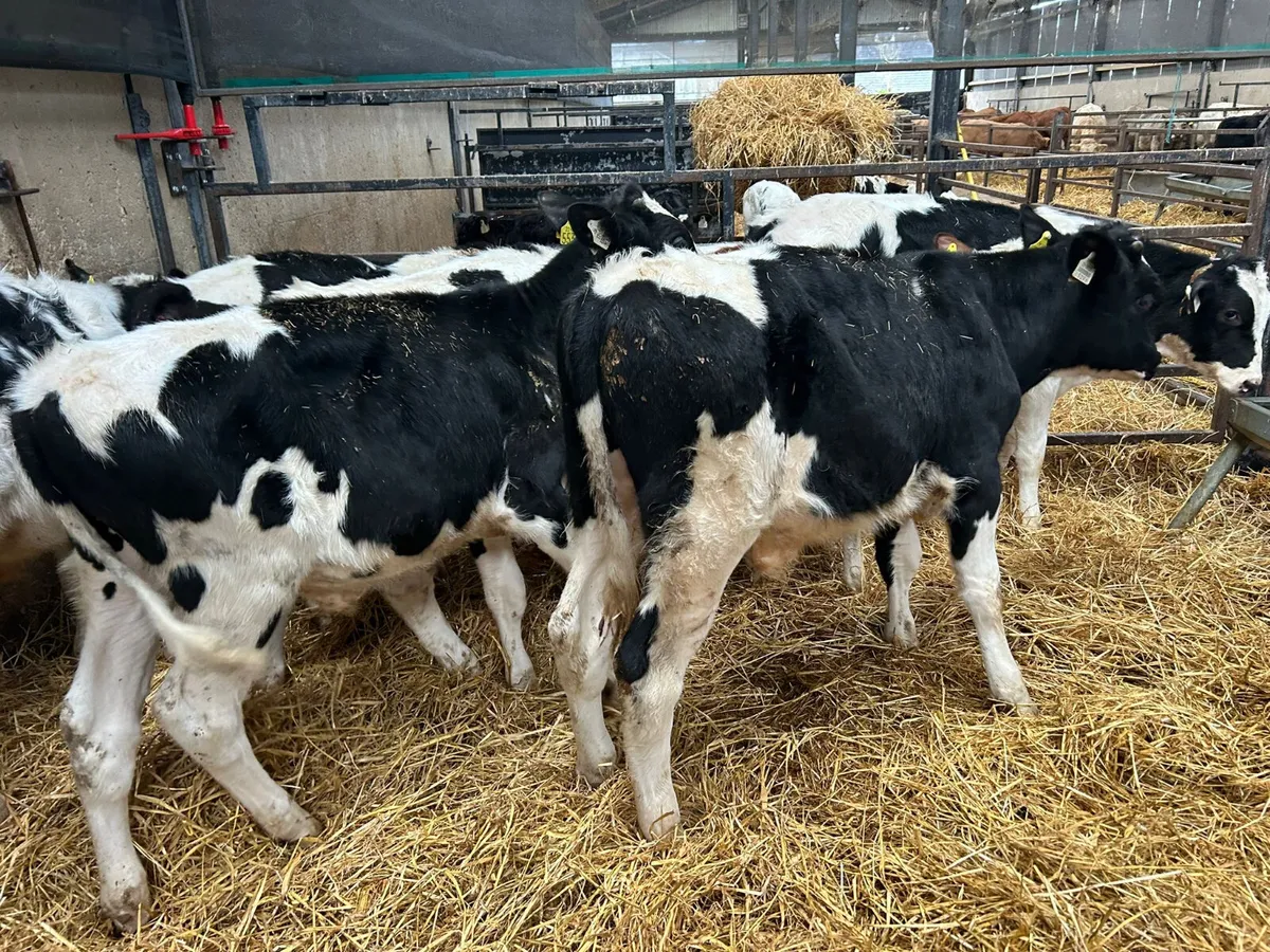 8 FRIESIAN BULLS X 4 MONTHS OLD - Image 2
