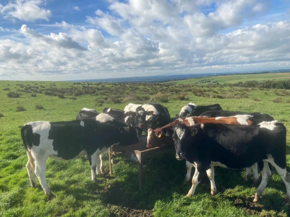 Maiden Friesian Heifers - Image 1