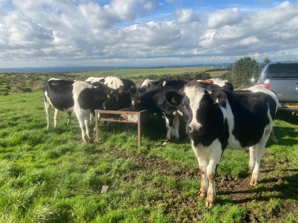 Maiden Friesian Heifers - Image 2