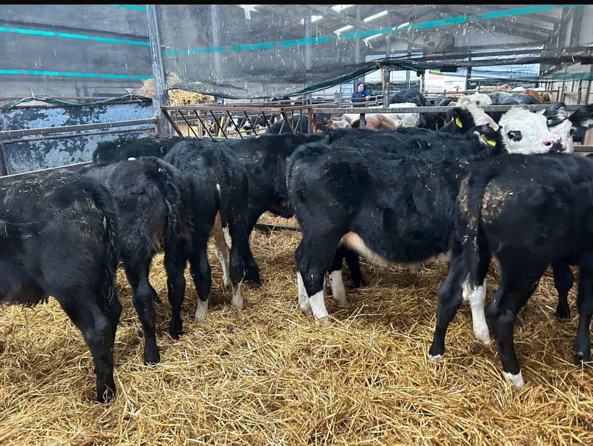 8 MIXED HEIFER REARED CALVES - Image 3