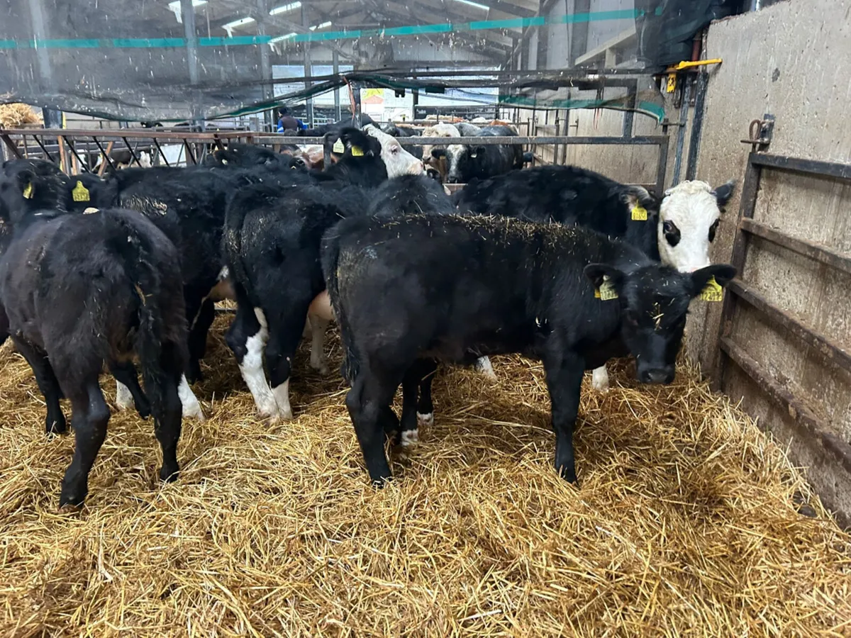 8 MIXED HEIFER REARED CALVES - Image 2