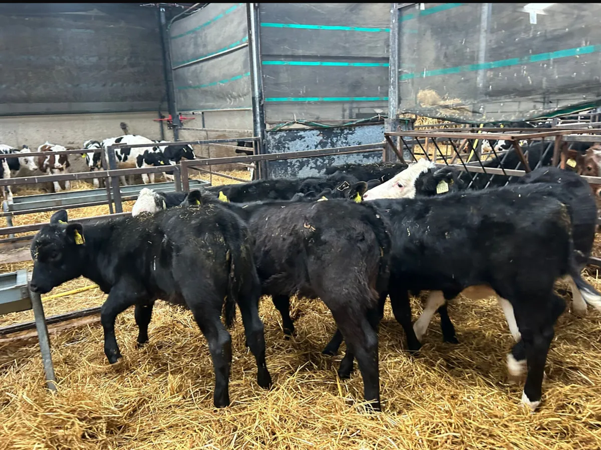 8 MIXED HEIFER REARED CALVES - Image 4