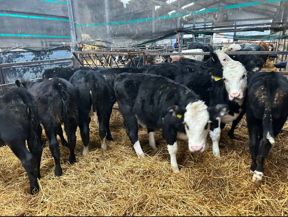 8 MIXED HEIFER REARED CALVES - Image 1