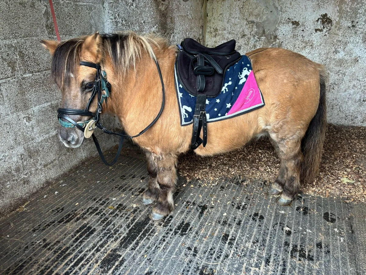 UNUSUAL LEAD-REIN / STARTER PONY - Image 1