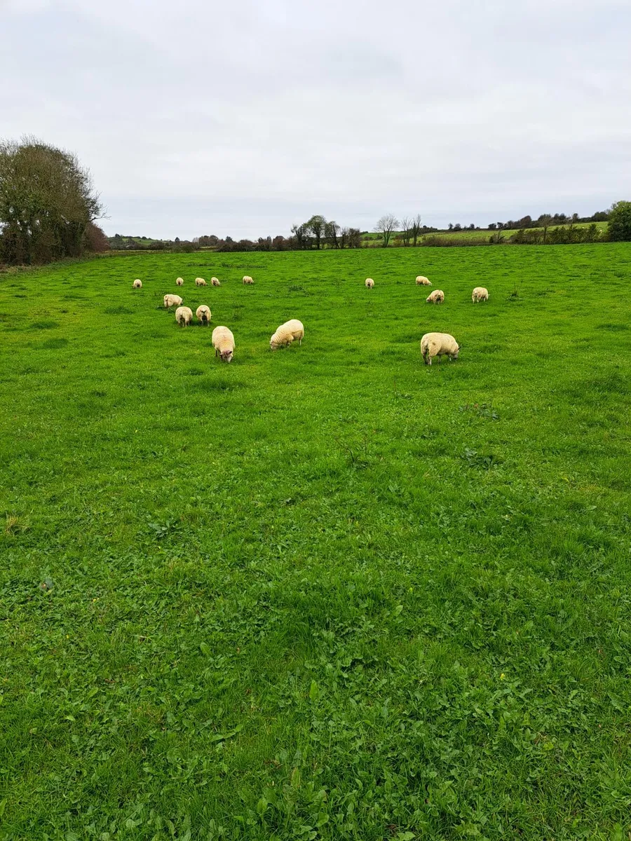 15 Ewe Lambs - Image 2