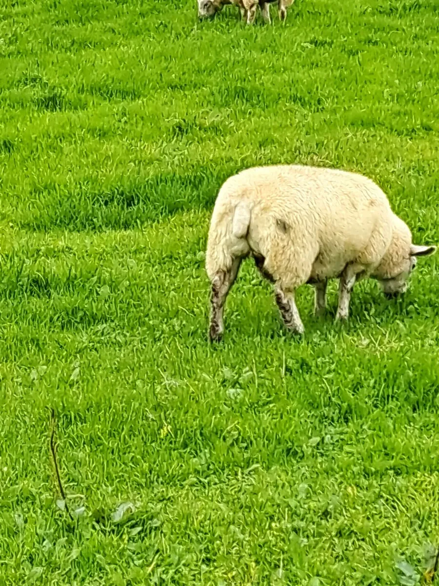 15 Ewe Lambs - Image 3