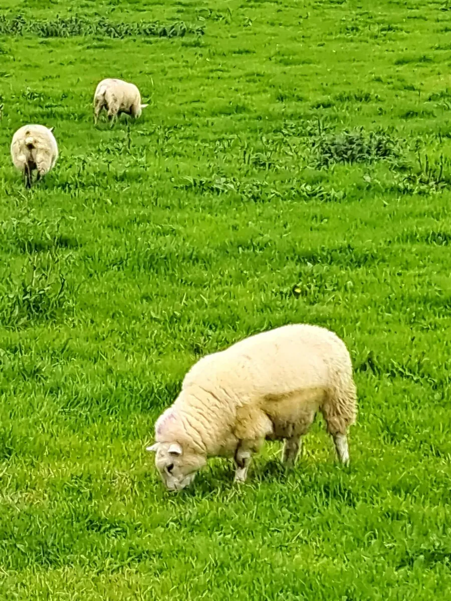 15 Ewe Lambs - Image 4