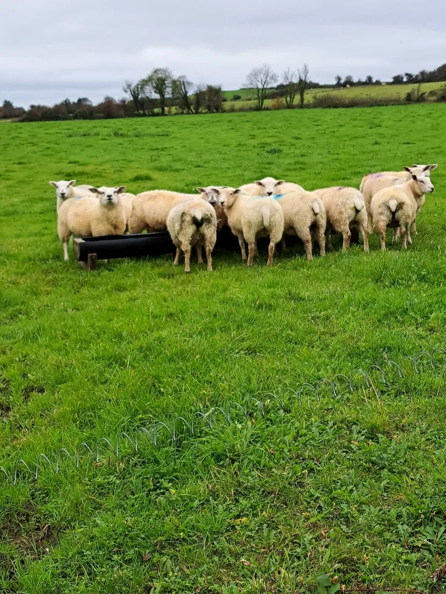 15 Ewe Lambs - Image 1