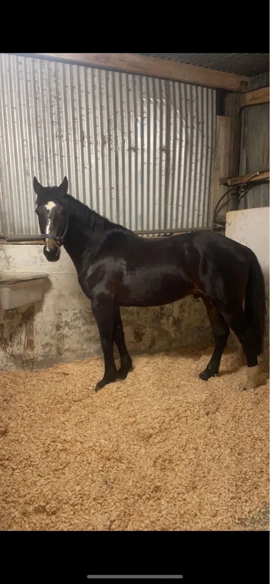 16.h gelding