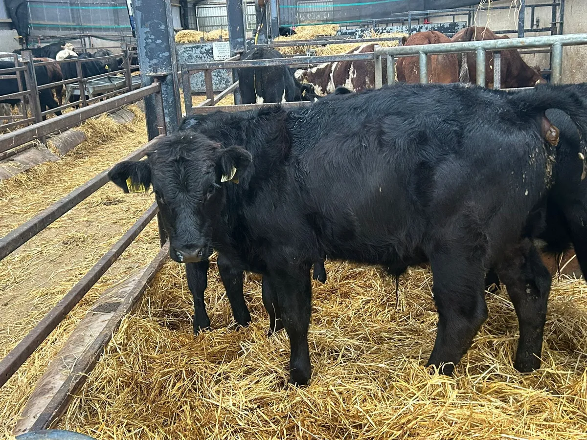 13 ANGUS BULLS RUNNERS - Image 1