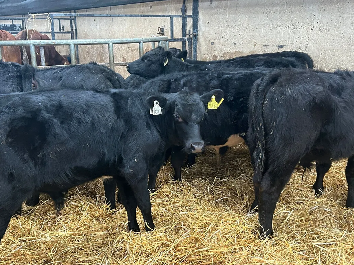 13 ANGUS BULLS RUNNERS - Image 2