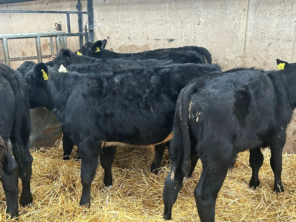 13 ANGUS BULLS RUNNERS - Image 3