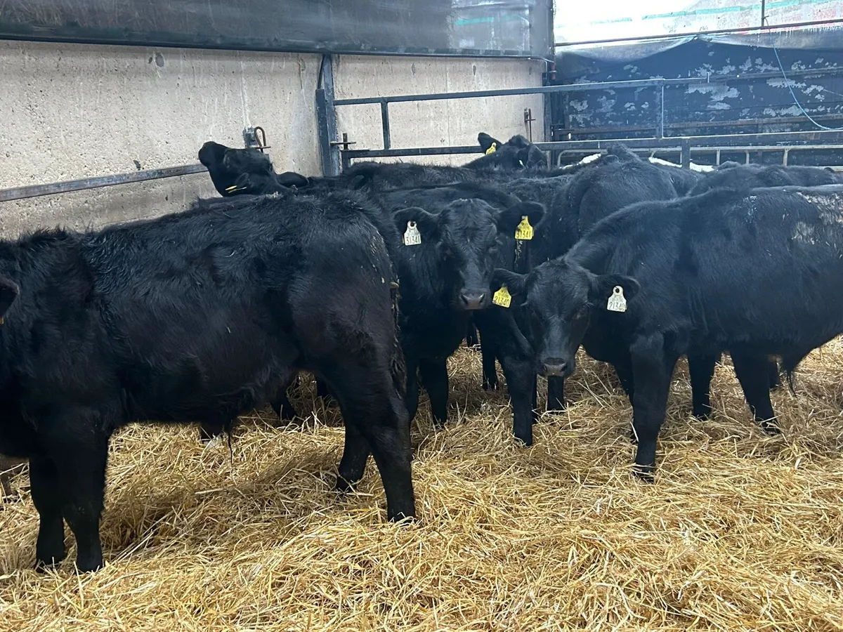 13 ANGUS BULLS RUNNERS - Image 4