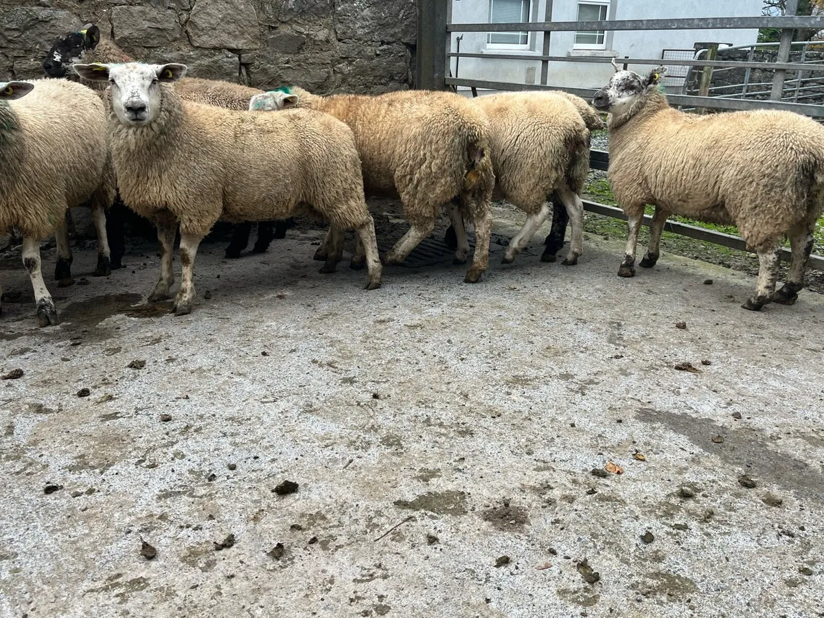 Ewe lambs - Image 1