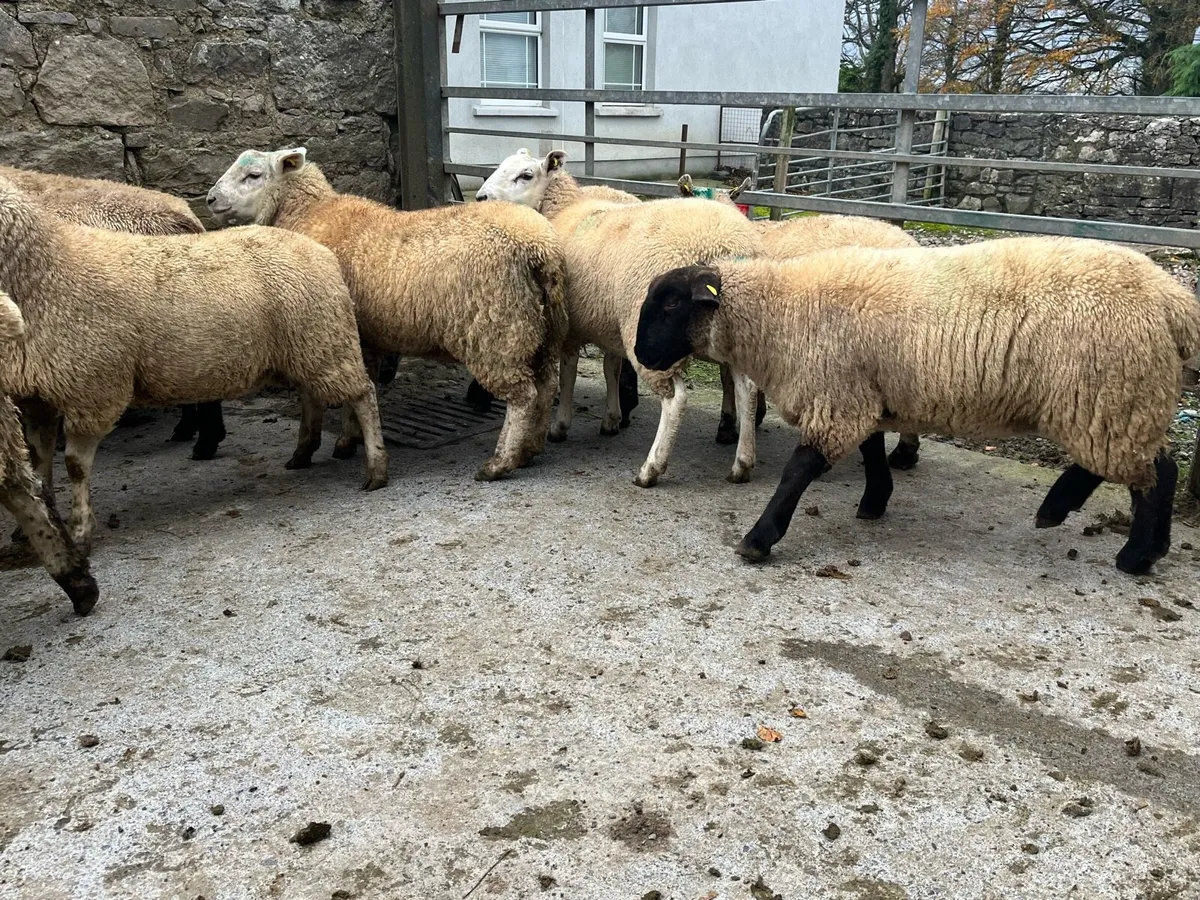 Ewe lambs - Image 2