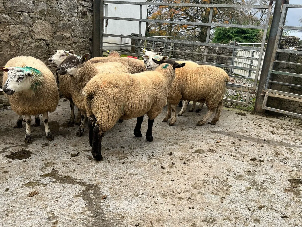 Ewe lambs - Image 3