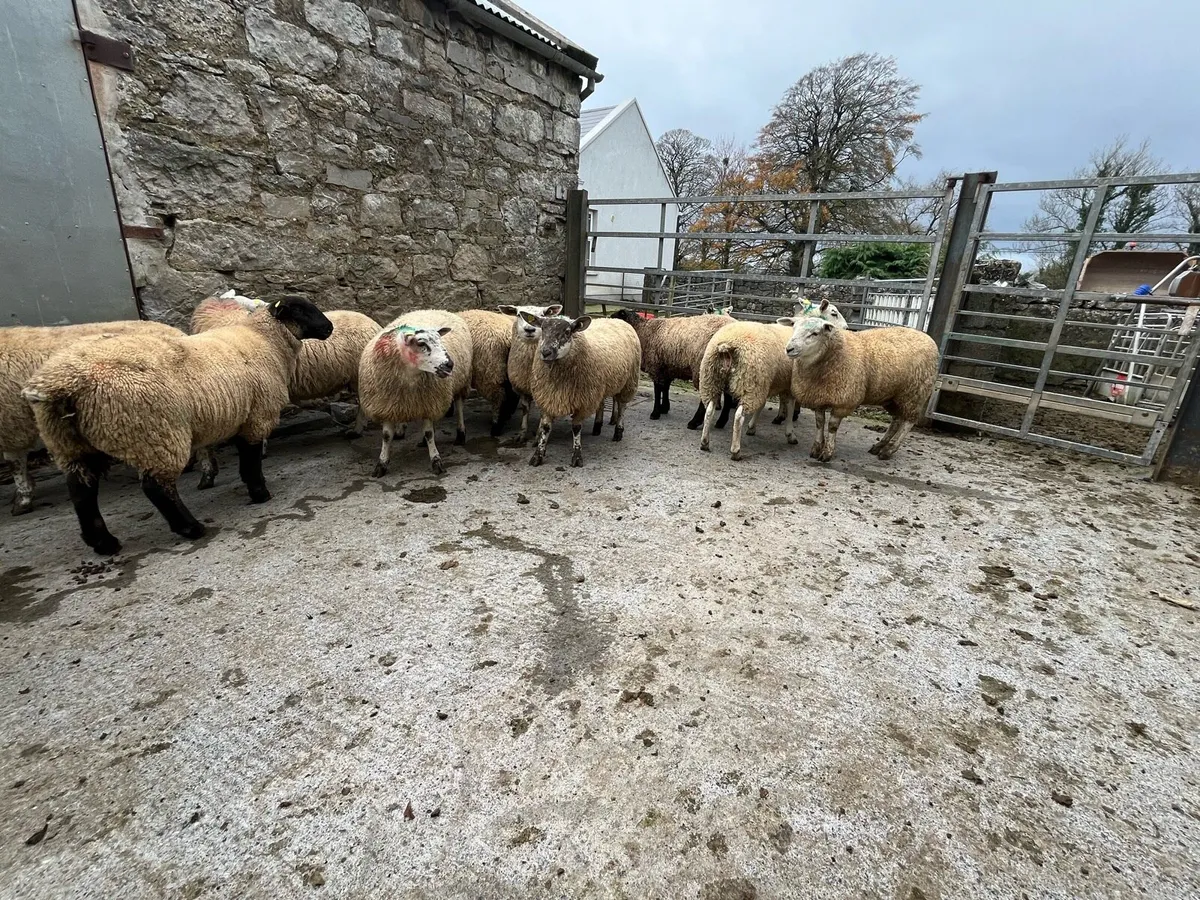 Ewe lambs - Image 4