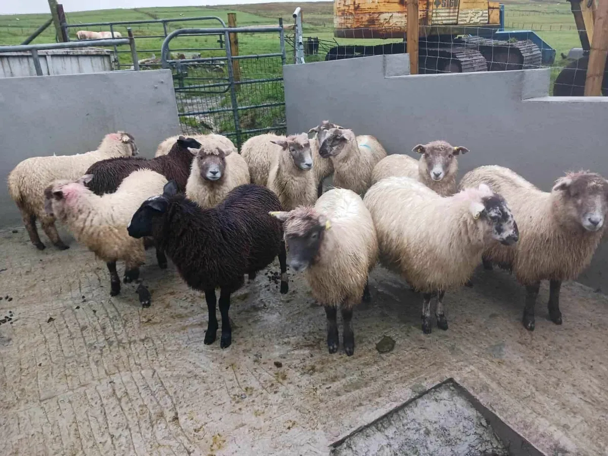 15 Hardwick  ewe lambs, - Image 2